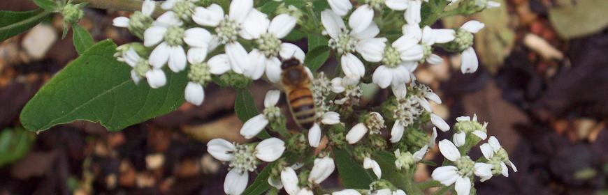 Buffalo River Wildflowers 